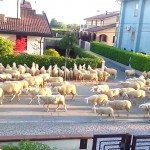 Je haag knippen, was nog nooit zo eenvoudig