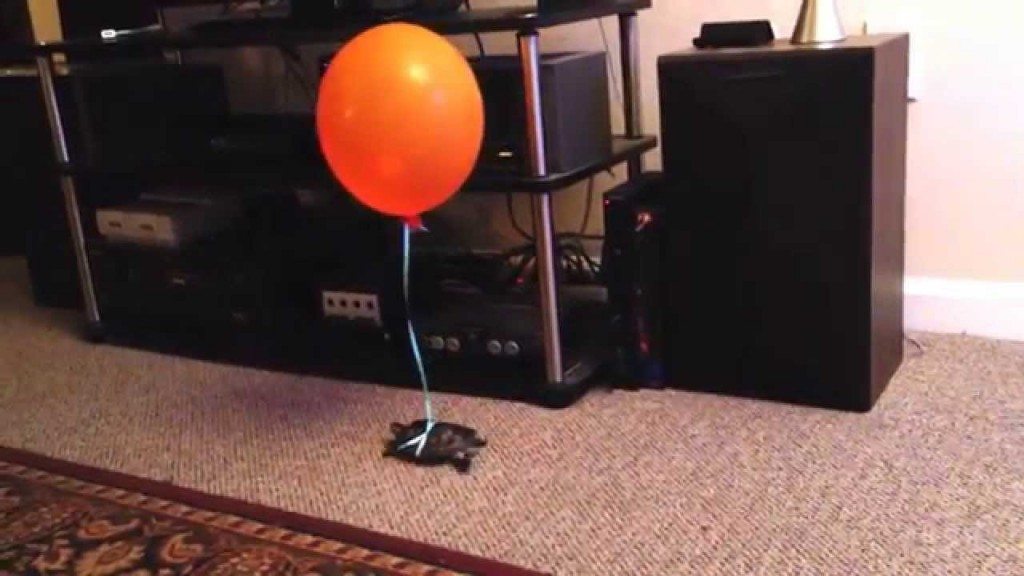 Je schildpad opsporen