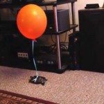 Je schildpad opsporen