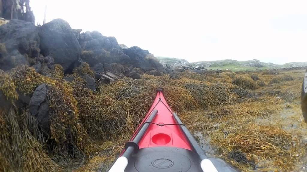 Kajakkers redden dolfijn