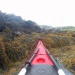 Kajakkers redden dolfijn