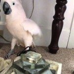 Kaketoe heeft pesthekel aan dierenarts