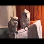 Kaketoe is grote Elvis-fan