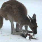 Kangaroe eet pinguïn