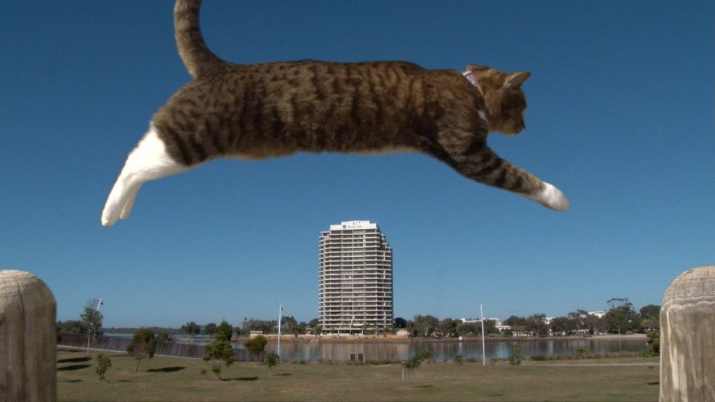 Kat doet aan Parkour