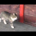 Kat huppelt rond als paard