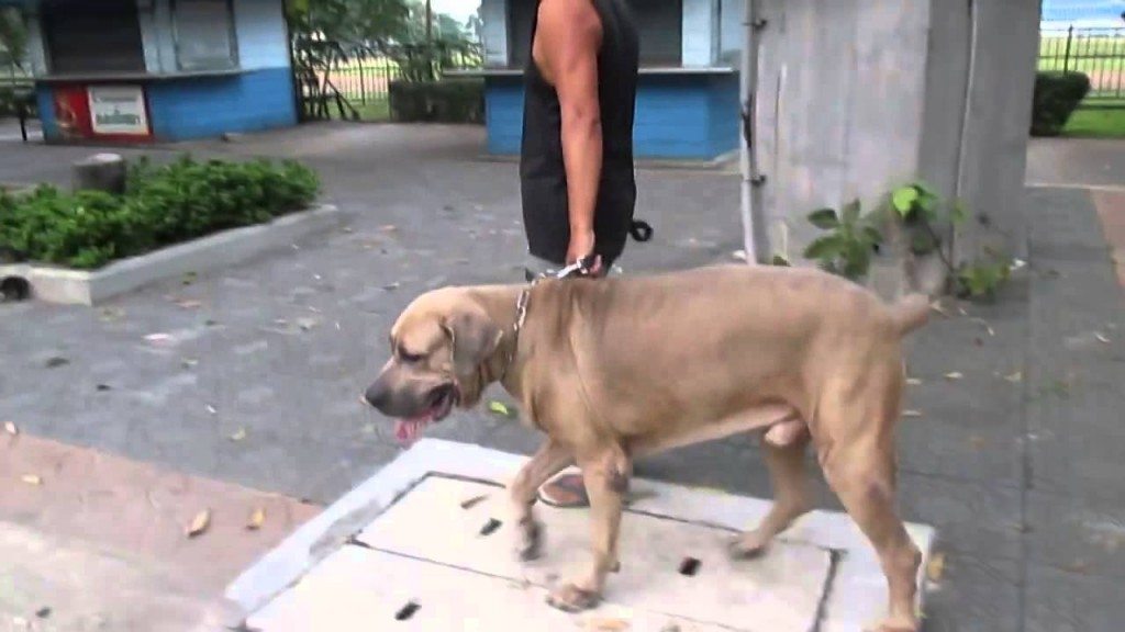 Kat is van geen kleintje vervaard