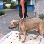 Kat is van geen kleintje vervaard