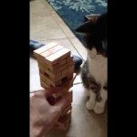 Kat speelt jenga