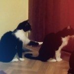 Kat verontschuldigt zich