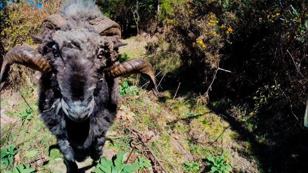 Kennismaking met een woeste ram