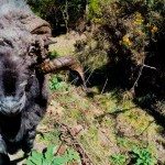 Kennismaking met een woeste ram