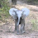 Kleine olifant valt aan