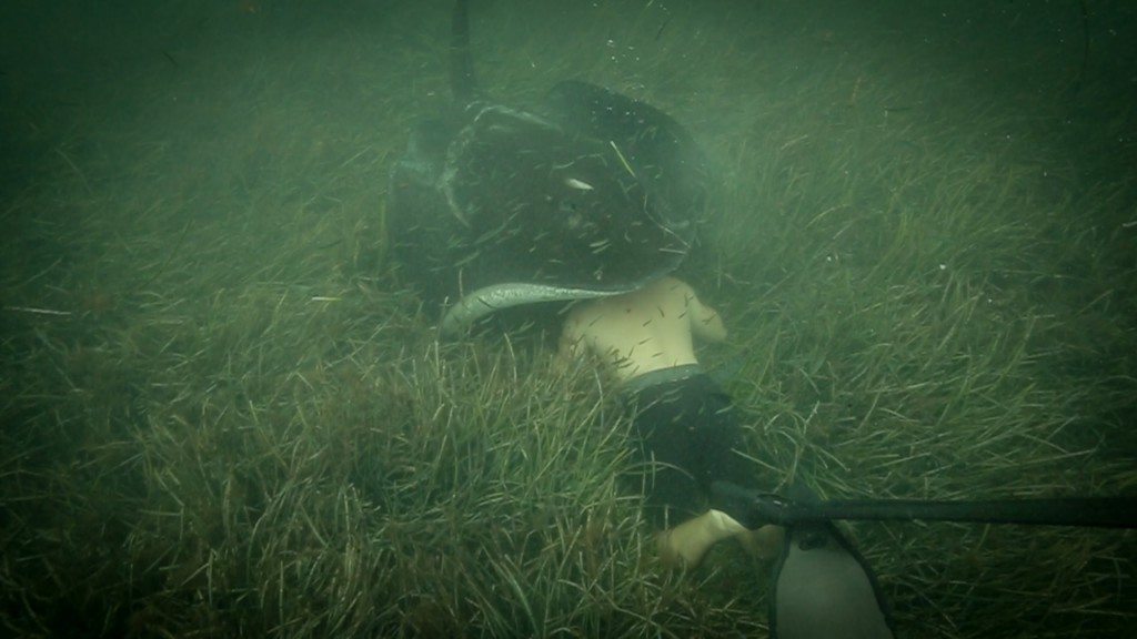 Knuffel van een pijlstaartrog