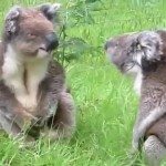 Koala’s die vechten