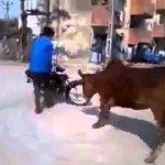 Koeien niet opgezet met geluid