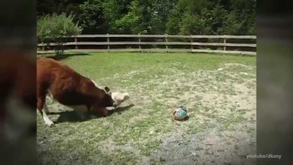 Koeien zijn slimmer dan je denkt