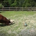 Koeien zijn slimmer dan je denkt