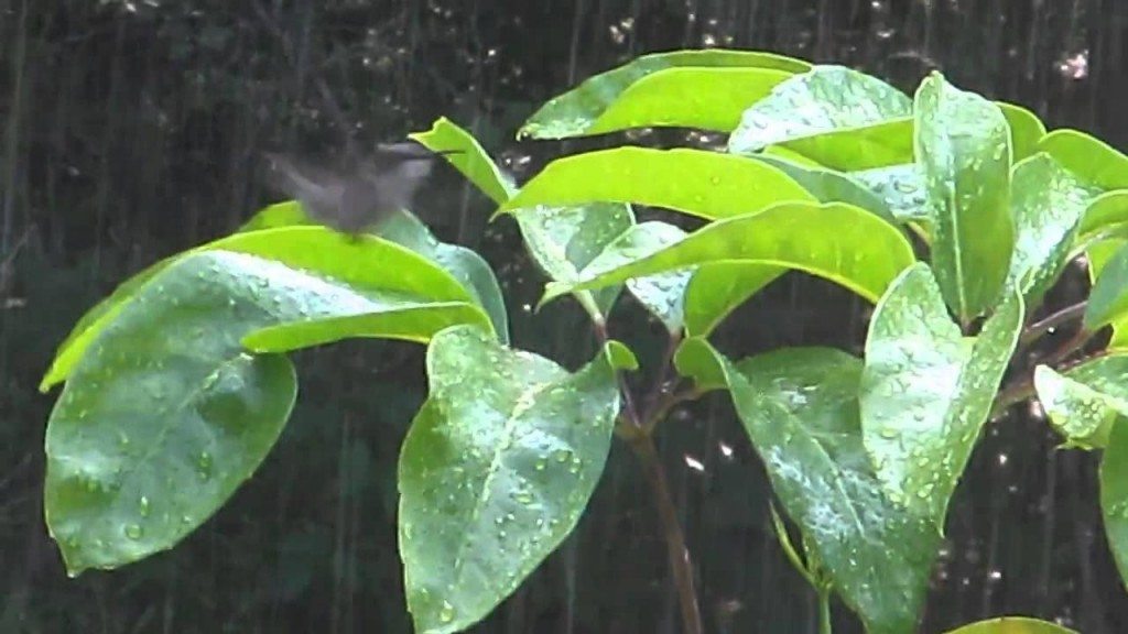 Kolibrie neemt badje