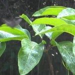 Kolibrie neemt badje