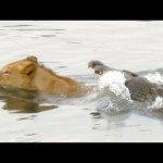 Krokodil valt leeuw aan