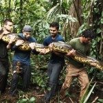 Laten opeten door een slang