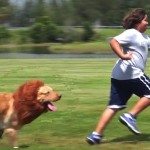 Leeuwengrapje met een hond