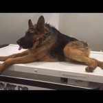 Lelijke maar schattige hond