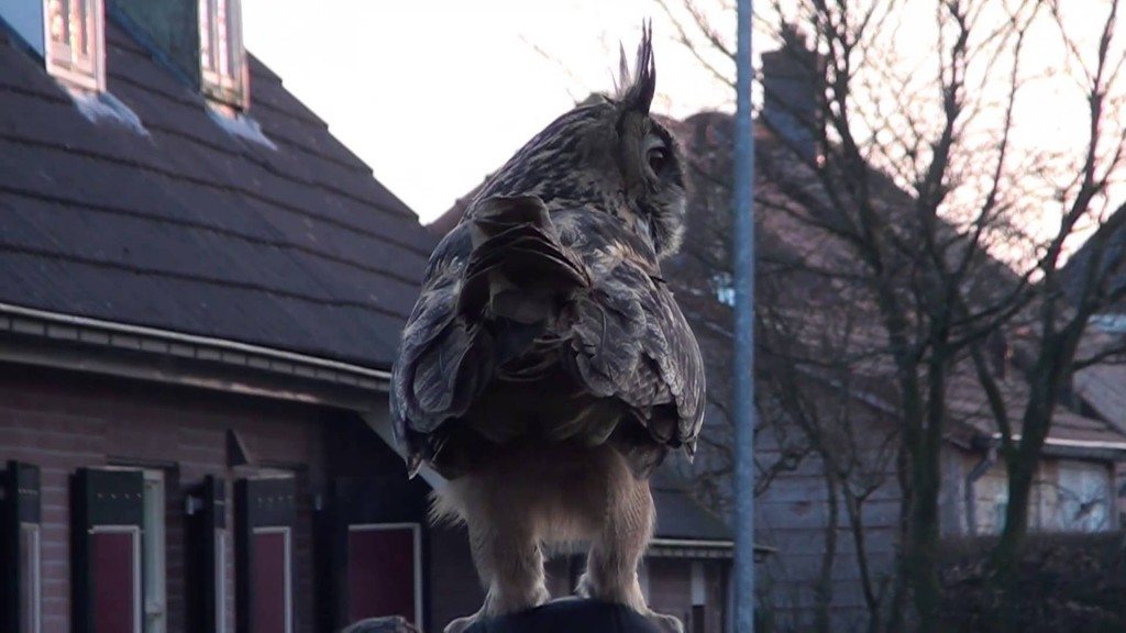 Lieve oehoe in Noordeinde
