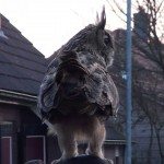 Lieve oehoe in Noordeinde