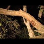 Luipaard zorgt voor babybaviaan