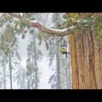 Maak kennis met de President boom