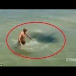 Man daagt pijlstaartrog uit