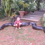 Man grijpt 5 meter lange anaconda