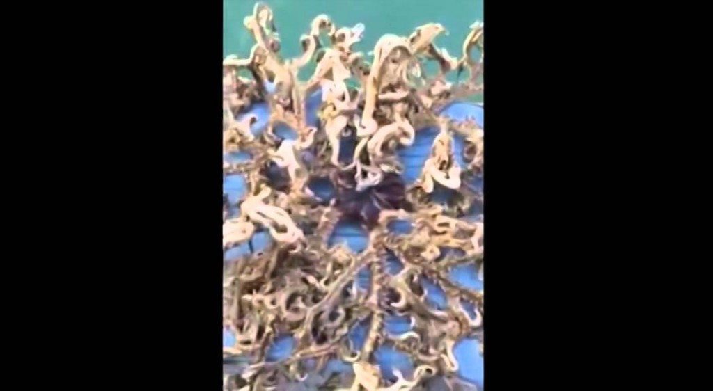 Man haalt vreemd wezen uit de zee