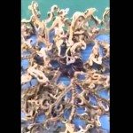 Man haalt vreemd wezen uit de zee