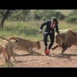 Man speelt voetbal met wilde leeuwen