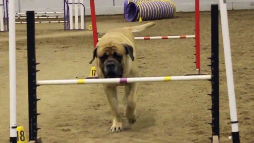 Mastiff neemt zijn tijd