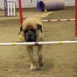 Mastiff neemt zijn tijd
