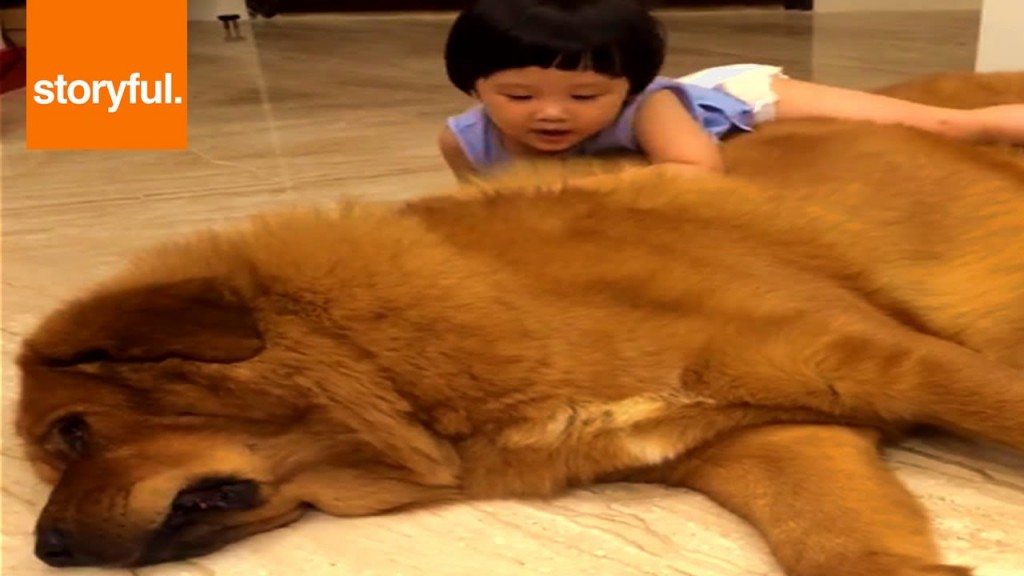 Mastiffs: dikke zachte speelberen