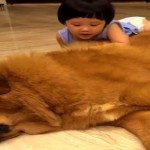 Mastiffs: dikke zachte speelberen