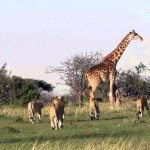 Moeder giraf beschermt kalf