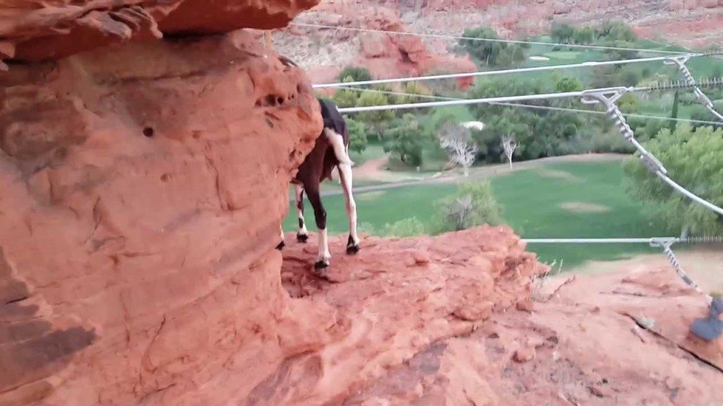 Moedige geit maakt sprong