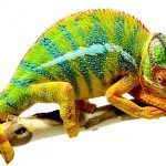 Mooie diertjes die kameleons