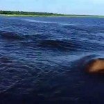 Nijlpaarden zijn sneller dan je denkt