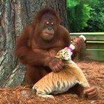 Oerang Oetan zorgt voor welpjes