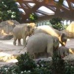 Olifanten helpen baby olifantje