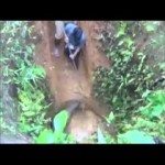 Olifantje heeft hulp nodig