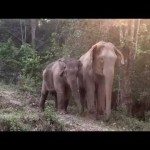 Olifantje ziet moeder terug