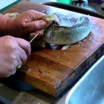 Onthoofd vis zonder organen leeft nog